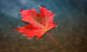 11 Cannabis Strains With Canadian Roots image